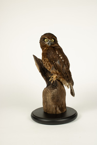 Animal specimen - Southern Boobook on stump