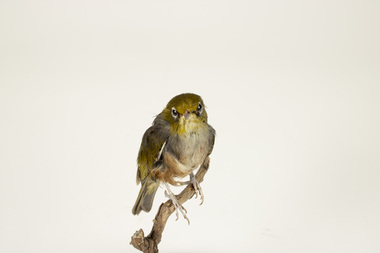 Animal specimen - Silver Eye