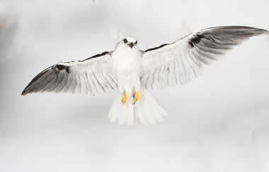 Animal specimen - Black Shouldered Kite