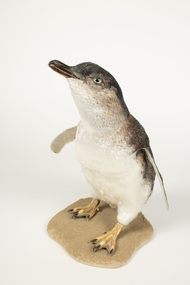 Animal specimen - Little Penguin (Larger)
