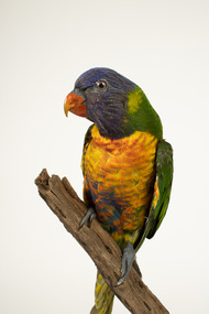 Animal specimen - Rainbow Lorikeet