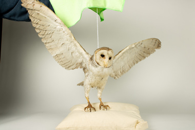 Animal specimen - Barn Owl