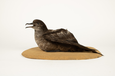 Animal specimen - Short Tailed Shearwater