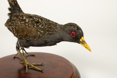 Animal specimen - Spotted Crake on timber base