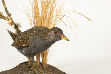 Animal specimen - Spotted Crake on ground base