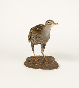 Animal specimen - Buff Banded Rail