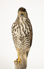 Animal specimen - Brown Goshawk