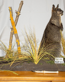 Animal specimen - Swamp Wallaby