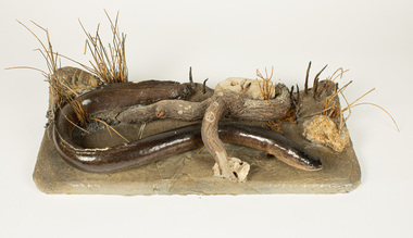 Animal specimen - Short Finned Eel