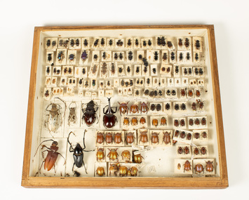 Animal specimen - Beetles in timber case