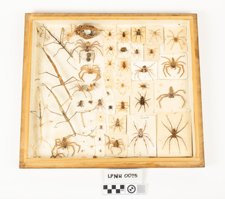 Animal specimen - Spiders in timber box