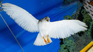 Animal specimen - White Grey Goshhawk