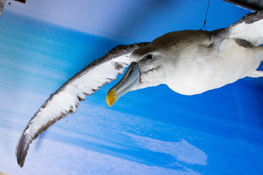 Animal specimen - Shy Albatross