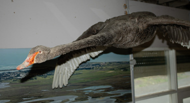 Animal specimen - Flying Black Swan