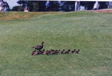 Photograph, Mother duck and her ducklings, July 1998, July 1998