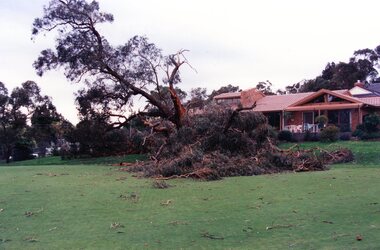 Photograph, Heidelberg Golf Club, Old gum tree behind 6th green, brought down in storm 2001, 2001