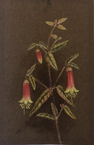 Painting, Marianne Wehl (1867 - 1926), Untitled (Correa reflexa var angustifolia ), c1887 to 1924