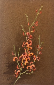 Small painting of a plant found in the Grampians, Daviesa brevifolia - Leafless Bitter Pea.