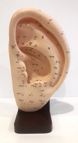 Sculpture - Acupuncture ear model and vaccaria seeds