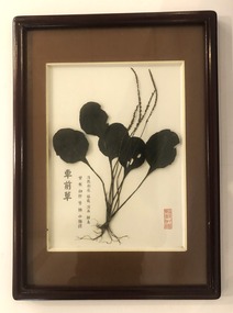 Plant specimen - Framed plant specimens