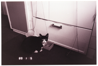 B&W photo of a cat sitting in front of a food container and small bucket, both of which have strings attached to them. Behind the container and bucket is a cupboard.  The photo is date-stamped "89 1 5" in white text on the bottom left side of the image layer. This self-made kitchen aid is described in an article on page 10 of the March, 1989 edition of Arthritis Update in an article by Occupational Therapist, Pat Dwyer. Titled 'Suggestions for independent living', it outlines the steps taken by Arthritis Foundation member, Margaret, to facilitate the daily tasks involved when living independently.
