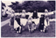 B&W photo of a troupe of dancers in traditional dress. They are on the grass, in two rows: the dancers in the back row are standing, while the dancers in the front row are kneeling on one knee. They are all posing with their arms outstetched, touching the next dancer's shoulders.  Behind them, there is a tall cyclone fence with some large trees or shrubs behind it.