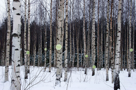  Cabbages in a birch tree plantation.