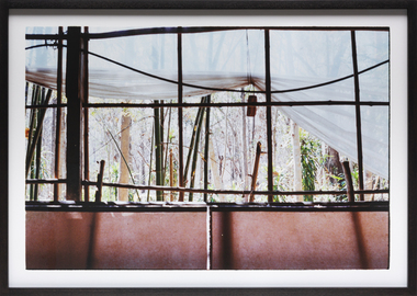 photograph of a bamboo forest seen through a window. 