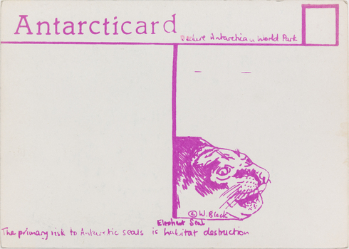 Rear of a post card. Divided into two halves by a pink line in the centre. In the top right corner is the outline of a small pink square for a stamp. In the bottom right of the card is a drawing of the head of a seal, which ends when it meets the centre line.