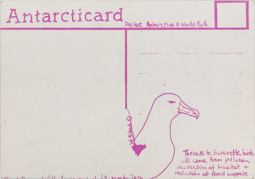 Rear of a post card. Divided into two halves by a pink line in the centre. In the top right corner is the outline of a small pink square for a stamp. In the bottom of the right half is a drawing of the head of a Tern.