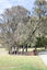 Brick sculptures installed among sheoaks.