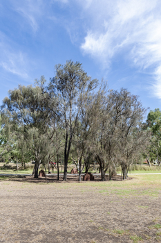Brick sculptures installed among sheoaks.