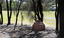 Brick sculptures installed among sheoaks.