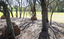 Brick sculptures installed among sheoaks.
