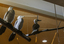 Three cormorant sculptures on a metal pole 