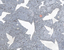 Pavers in a public space featuring a stylised flock of birds
