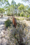 A large rusted cut out sculpture with native floral emblems form the local area. it is located in a bush setting along a creek.