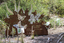 A large rusted cut out sculpture with native floral and emblems form the local area. It also includes 3 silver butterfly's. It is located in a bush setting along a creek.