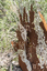 A large rusted cut out sculpture with native floral and emblems form the local area. It also includes 3 silver butterfly's. It is located in a bush setting along a creek.