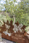 A large rusted cut out sculpture with native floral and emblems form the local area. It also includes 3 silver butterfly's. It is located in a bush setting along a creek.