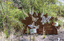 A large rusted cut out sculpture with native floral and emblems form the local area. It also includes 3 silver butterfly's. It is located in a bush setting along a creek.