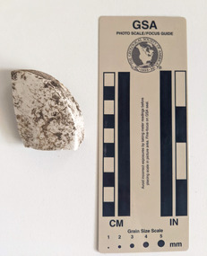 Ceramic - Ceramic shard, Mint ceramic shard