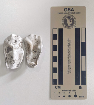 Two sections of unknown material. Possibly plaster