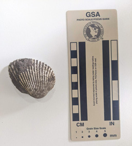 Anadara gubernaculum sea shell