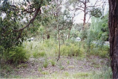 Photograph, Mt Dandenong Croydon Median Strip Planting September/October 1999