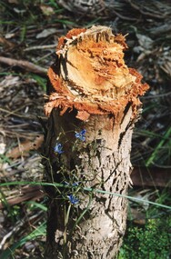 Photograph, Eastfield Road Park Croydon tree vandalism 1999