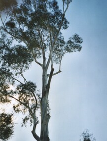 Photograph, Tree at Bonnie View Road Croydon development site 2004