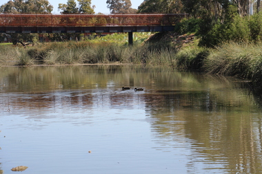 Photograph, Croydon Wetlands and birds 2023