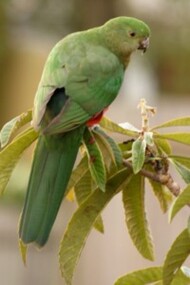 Photograph, Birds of Barngeong Reserve, Bushy Creek, Croydon