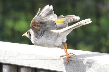 Photograph, Birds at Ringwood Lake Croydon 2023